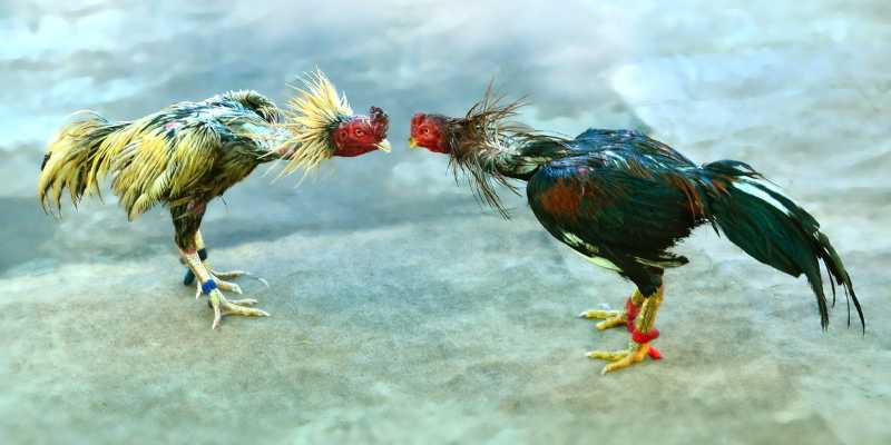 image 3 - Sự Kiện Gà Chọi Đỉnh Cao: Trải Nghiệm Đẳng Cấp Thế Giới Tại Việt Nam