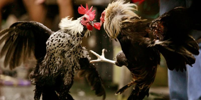 Một Số Kỹ Thuật Đánh Giá 99ok Đá Gà Cựa Sắt Tỷ Lệ Cao